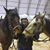 Holly Osburn's profile image