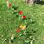 Shara Hopkins's profile image