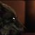 Mike Sturkie's profile image