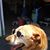 Steve Harley's profile image