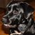 Cameron VanRoekel's profile image