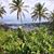 Carol Helmes's profile image