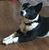 Krista Wheat Boeding's profile image