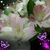 Kayren Hopkins Brown's profile image