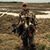 Brent Sawyer's profile image
