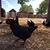 Lindsey Masterton Mahan's profile image