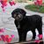 Sharon Fowler's profile image