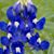Carola VanSickle Vendetti's profile image
