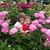 Tracie Courser Haynes's profile image