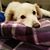 Lori Dillon's profile image