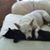 Sharon Pearson's profile image