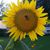 LaVonda Fansler Henrichs's profile image