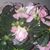 Vickie Brown's profile image