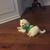 Sharon Francioli's profile image