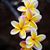 Deb Parsley's profile image