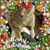 Brenda Shinn's profile image