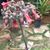 Rosa Corrales-Ortiz's profile image