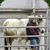 Carol Higgs's profile image