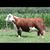 Brandon Culp's profile image