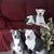 Chanda Whisenhunt Gerdes's profile image