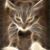 Pamela Eckert's profile image