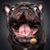 Chris Oliver's profile image