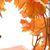 Joyce Coffey's profile image
