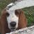 Toni Dearth Copas's profile image