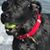 Rebecca Rowland-Sanfilippo's profile image