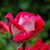 Goodman Maria's profile image