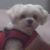 Teresa LeDonne's profile image