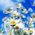 Debra J Campbell's profile image