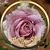 Sally Cobb Wentland's profile image