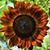 Tammy Havel Kinney's profile image