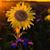 Starla Moody Bullard's profile image