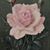 Janet Cunningham's profile image