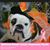 Isabel Blowers's profile image