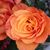 Eva Weimann's profile image