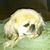 Steve Thorne's profile image