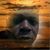 Greg Shelton's profile image