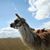 Dyanne M Goodale's profile image