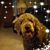 Brenda Brown's profile image