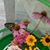 Sarah Roeder's profile image