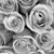 Subana Ahmed's profile image