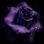 Bobbie Jo Signorelli's profile image