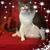 Jill Trotta's profile image
