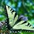 Jane Marcucci's profile image