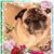 Debra Brakefield Baselice's profile image