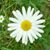 Daisy If You Do's profile image