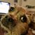 Shannon Payne-Orozco's profile image